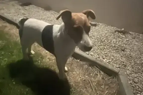 Chien trouvé , photo: Chien retrouvé Rue du Moulin, Le Boullay