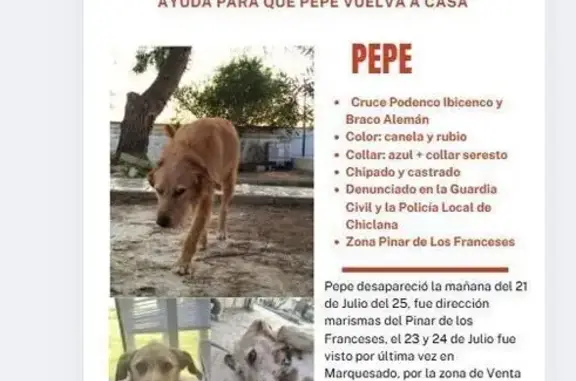 Perro Perdido en Chiclana: Braco Húngaro 3 Años