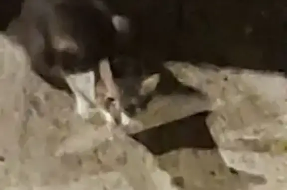 Chatte blanche et brune trouvée à Nîmes - photo