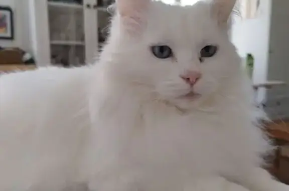Animaux perdus Épinal, photo: Chatte blanche sourde perdue à Épinal