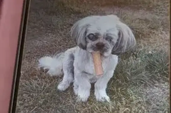 Chien perdu : Chi Chu âgée, aveugle, sourde - photo