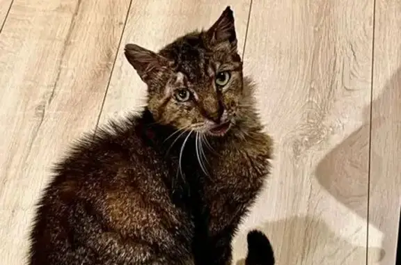 Chat tigré blessé trouvé à Saint-Antonin - photo