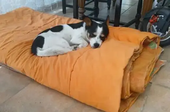 Chien trouvé Livron-sur-Drôme, photo: Chien mâle jeune trouvé à Livron-sur-Drôme