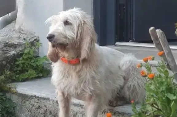 Chienne griffon perdue à Brusque - photo