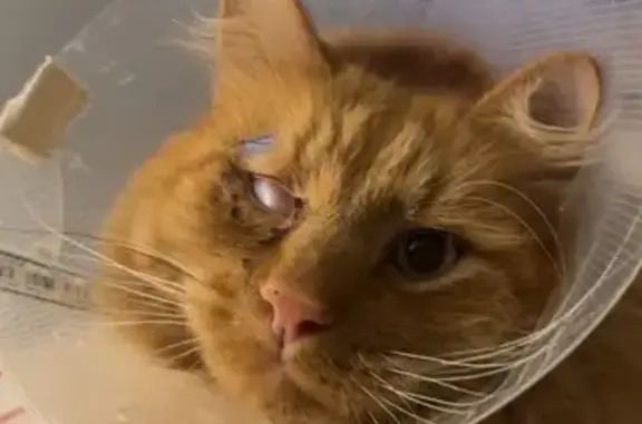 Lost Ginger Cat with Cone in Adelaide