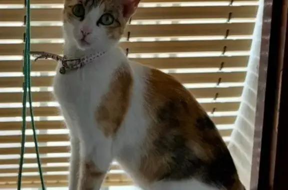 Se Busca: Gata Tricolor con Collar Rosa