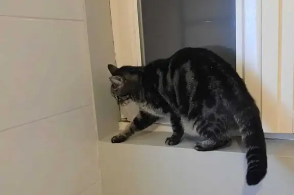 Perdu : Chat tigré Tía, rue Bercier, Auxerre - photo