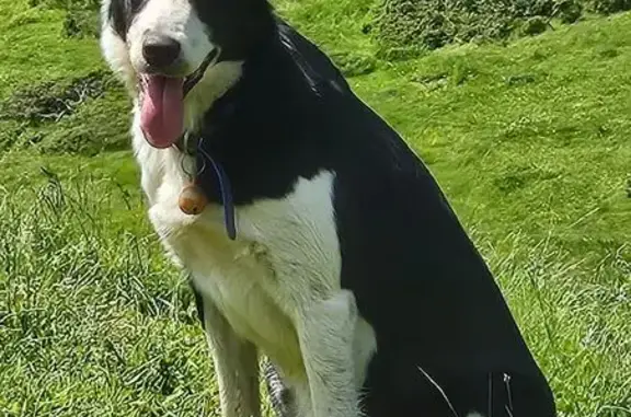 Animaux perdus , photo: Chien perdu: Border collie noir/blanc, Betpouey