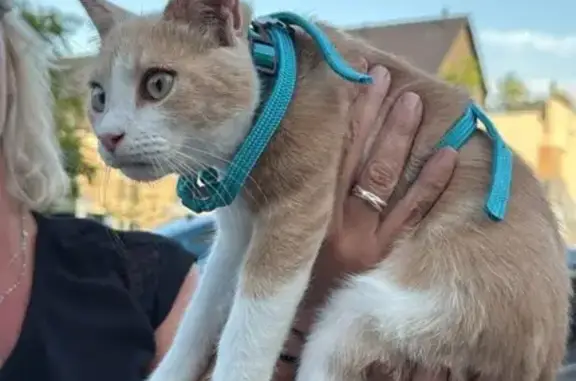 Animaux trouvés , photo: Chat roux/blanc trouvé, harnais bleu, La Membrolle