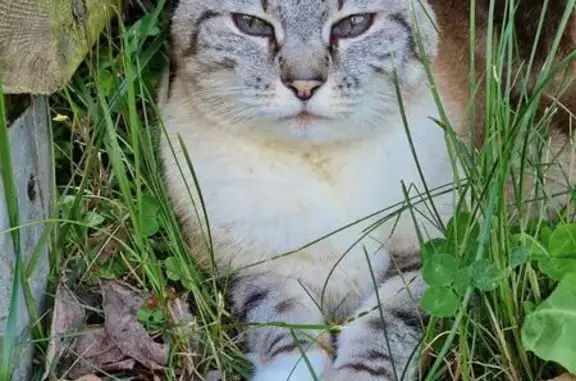 Chatte perdue à Lanester : Saucisse 14 ans - photo