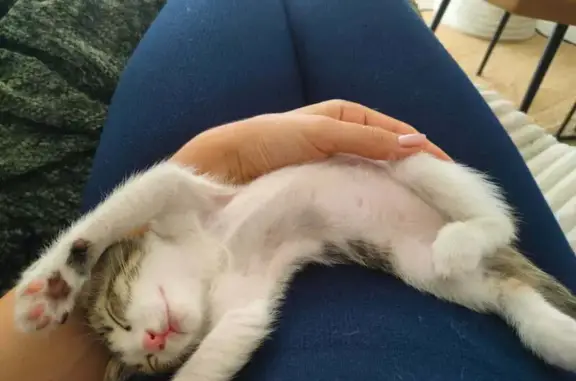 Chaton tigré trouvé à Uzès - photo