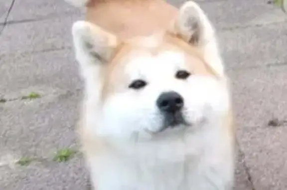 Chien perdu Plouédern, photo : Chienne Akita 