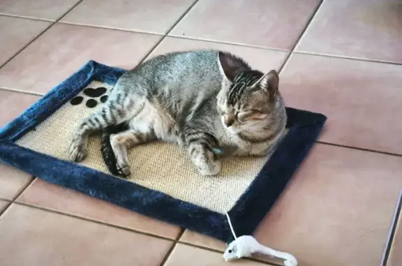 Chatte grise Nahla perdue à St-Hilaire - photo