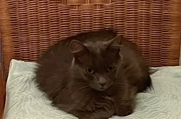 Animaux perdus Saint-Palais-sur-Mer, photo: Chatte perdue bleu-gris à Saint-Palais-sur-Mer