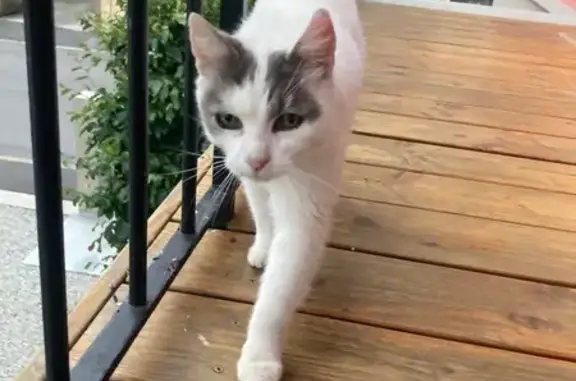 Animaux trouvés Sallanches, photo: Chat trouvée avec tatouage à Sallanches