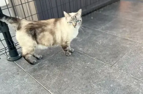 Chat perdu : crème/marron, tatoué, édenté - photo
