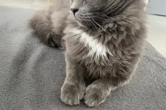 Chat gris perdu, craintif, Laval - photo