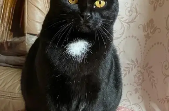 Chat perdu, Monéteau, photo: Chatte noire perdue, médaillon blanc, Monéteau