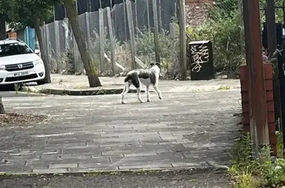 Found: Fluffy White & Grey Dog...