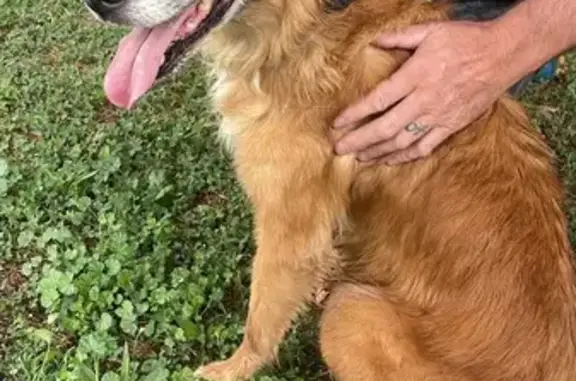 Chien trouvé , photo: Chien perdu déposé à la clinique vétérinaire