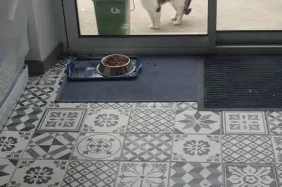 Animaux trouvés , photo: Chatte tricolore peureuse à Plonéour-Lanvern