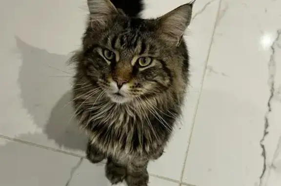Chat perdu, Poitiers, photo: Chat Maine Coon perdu à Poitiers