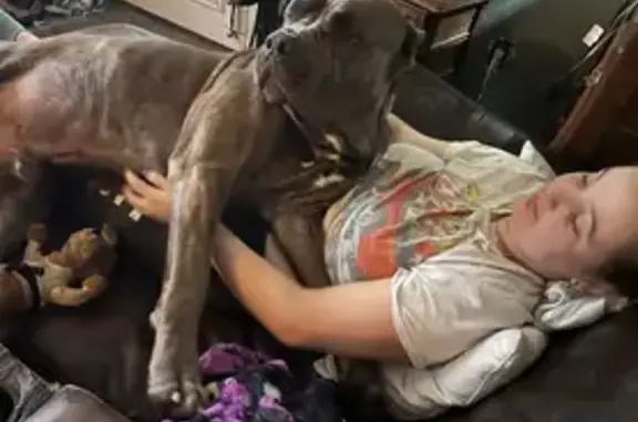 Missing dog Virginia Beach, photo: Lost Grey Service Dog in Franklin, VA
