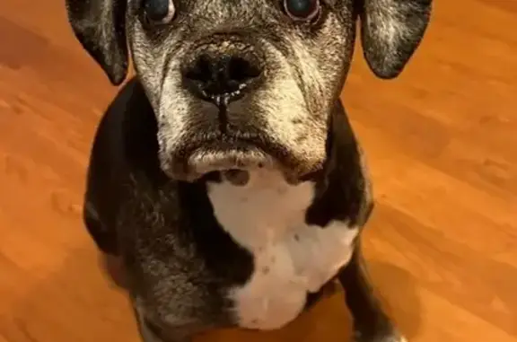 Missing dog Pensacola, photo: Lost: Riley the Boxer Near Oriole Ave