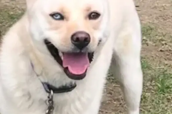 Lost Dog: Cream with Unique Eyes, Shrewsbury
