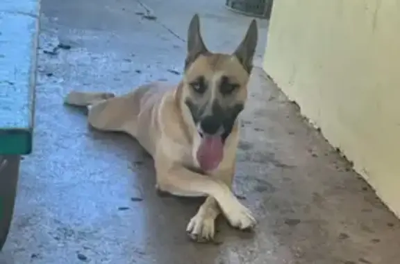 Lost Dog: Unique Eyes, SW 58th Terrace