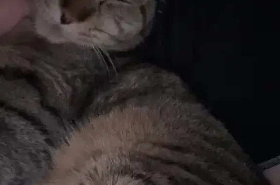 Lost Tabby: Blue Starry Collar, Necedah