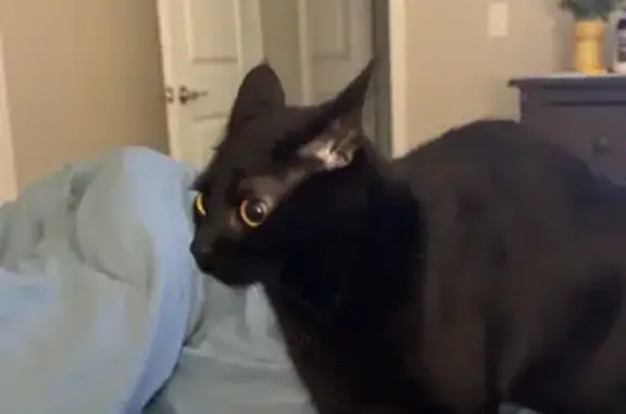 Lost Black Cat: Tiny with Yellow Eyes