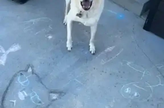 Missing dog Idaho Falls, photo: Lost Yellow Lab: Help Find Our Senior Dog