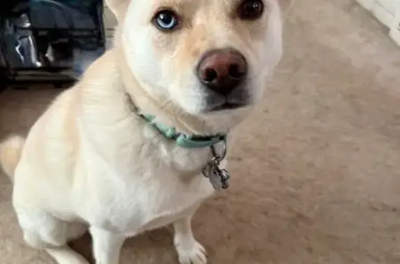 Lost Dog: Unique Eyes, State St, Shrewsbury