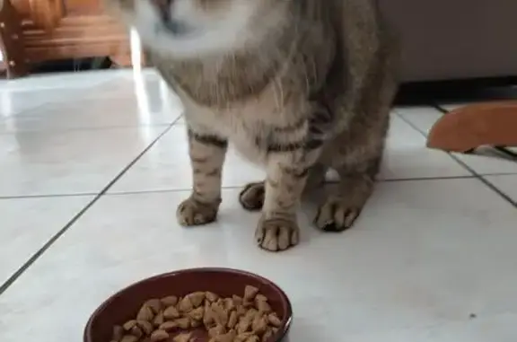 Animaux trouvés Riedisheim, photo: Chat tigre européen trouvé à Riedisheim