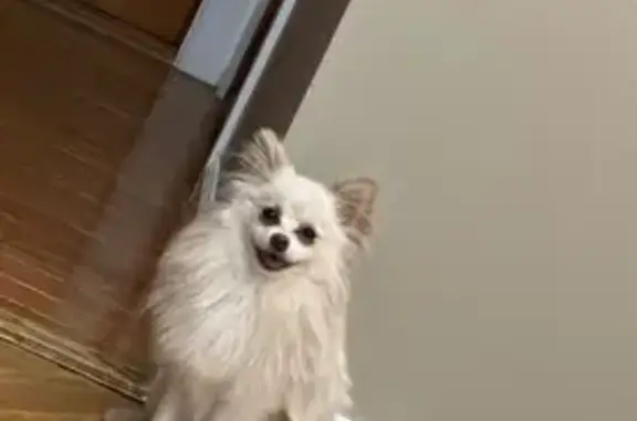Lost White Pomeranian on Morris Dr