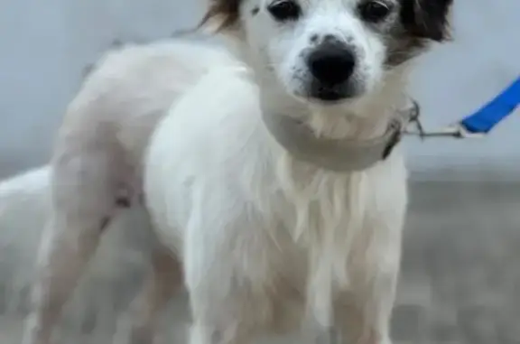 Lost Dog: White with Black/Brown Ears
