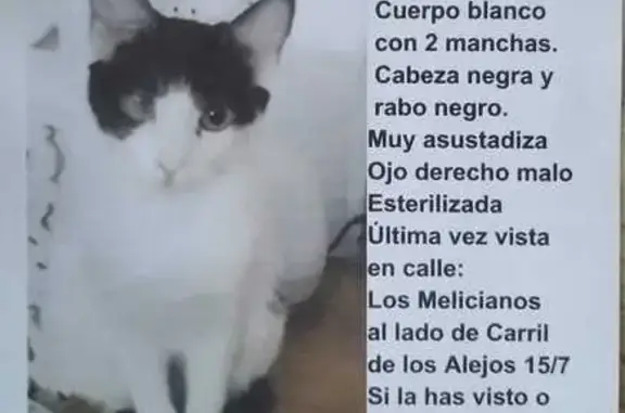 Gata Perdida: Blanca con Manchas y Muy Asustadiza