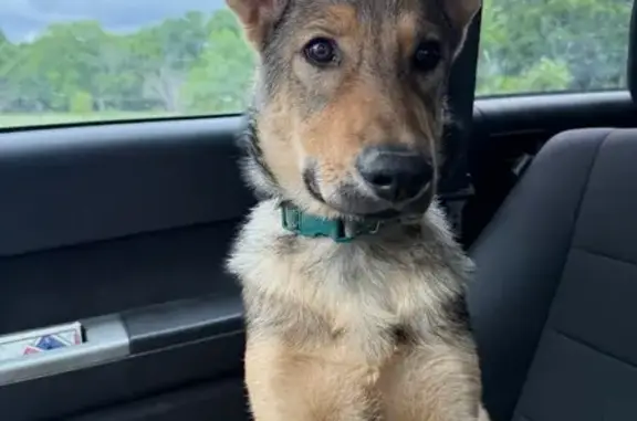 Lost Sweet Dog with Blue Collar