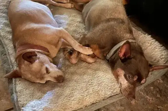 Lost Dark Brown Mini Pincher in Columbus