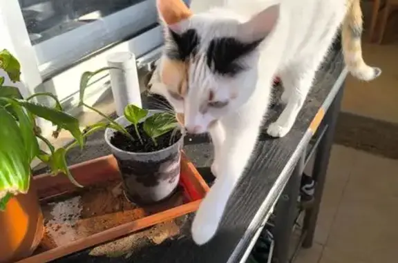 Gatos perdidos, Caceres, foto: ¡Ayuda a encontrar a Nina en Cáceres!