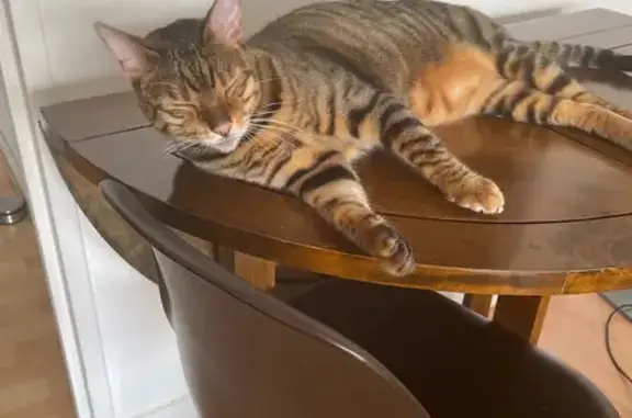 Chat perdu : marron tigré noir, Ogliastrello - photo