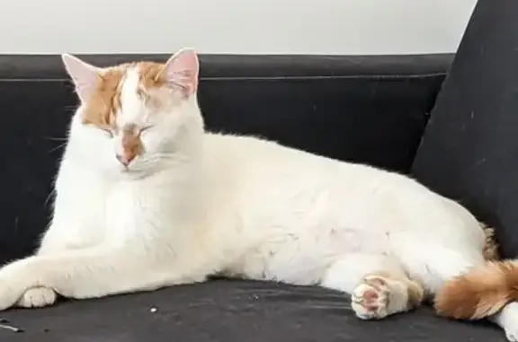 Chat blanc et roux perdu à Aubenas - photo