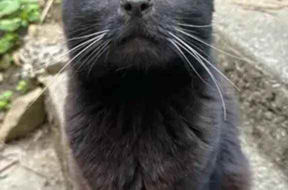 Chat noir perdu à L'Isle-d'Abeau - photo