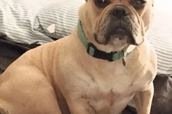 Lost and found pets Las Vegas, photo: Lost Tan French Bulldog on Fremont St!