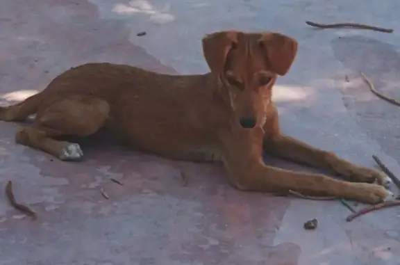 Pareja de Cachorros Encontrados en Elche
