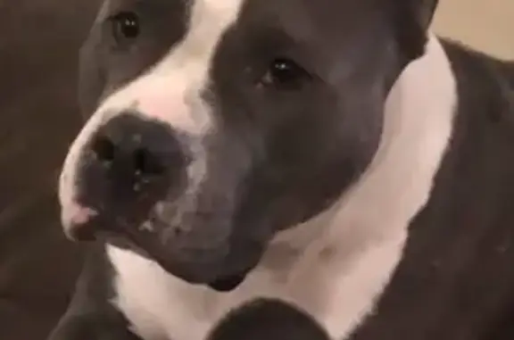 Lost Blue Pitbull on Whiteoak Drive