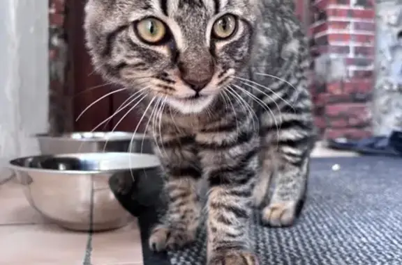 Chaton trouvé à La Loupe, cherche propriétaires - photo