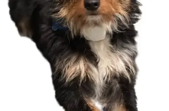Lost and found pets Sausalito, photo: Lost: Skittish Norfolk Terrier Mix, Sausalito