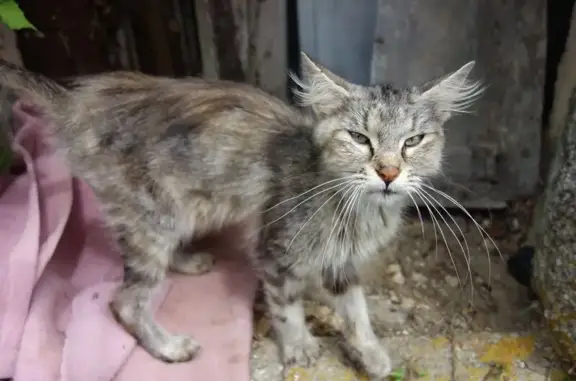 Chatte trouvée à Vernoux-en-Gâtine - photo